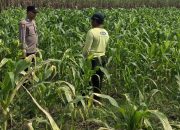 Anggota Polsek Bareng Pantau Tanaman Jagung, Wujud Dukungan Ketahanan Pangan Nasional