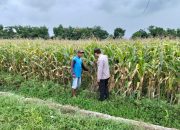 Bhabinkamtibmas Polsek Ngoro Pantau Tanaman Jagung di Lahan Ketahanan Pangan