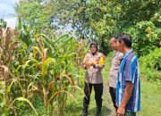 Pengecekan Lahan Jagung oleh Kapolsek Tembelang dalam Mendukung Ketahanan Pangan