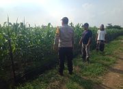 Polisi dan Petani Optimalkan Lahan Jagung untuk Dukung Swasembada Pangan Nasional
