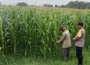 Bhabinkamtibmas Polsek Ngoro Lakukan Pengecekan dan Monitoring Lahan Jagung Wilayah Binaannya