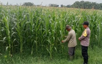 Bhabinkamtibmas Polsek Ngoro Lakukan Pengecekan dan Monitoring Lahan Jagung Wilayah Binaannya