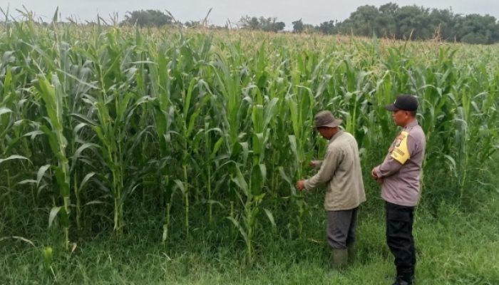 Bhabinkamtibmas Polsek Ngoro Lakukan Pengecekan dan Monitoring Lahan Jagung Wilayah Binaannya