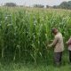 Bhabinkamtibmas Polsek Ngoro Lakukan Pengecekan dan Monitoring Lahan Jagung Wilayah Binaannya