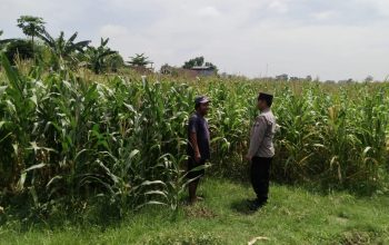 Polsek Sumobito Lakukan Peninjauan Lahan Tanaman Jagung Binaan, Dalam Rangka Mendukung Ketahanan Pangan