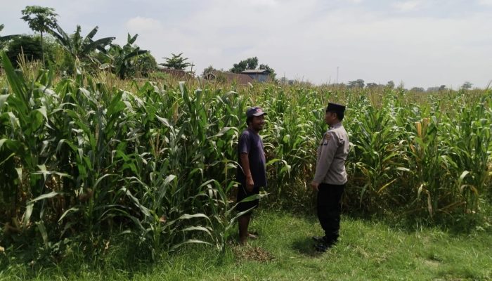 Polsek Sumobito Lakukan Peninjauan Lahan Tanaman Jagung Binaan, Dalam Rangka Mendukung Ketahanan Pangan