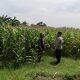 Polsek Sumobito Lakukan Peninjauan Lahan Tanaman Jagung Binaan, Dalam Rangka Mendukung Ketahanan Pangan