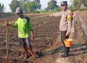 Polsek Kudu Lakukan Pendampingan Penanaman Benih Jagung Bantuan Dinas Pertanian melalui Polres Jombang