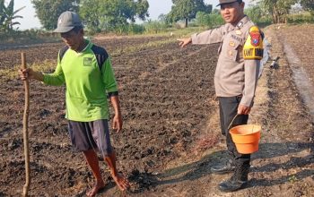 Polsek Kudu Lakukan Pendampingan Penanaman Benih Jagung Bantuan Dinas Pertanian melalui Polres Jombang
