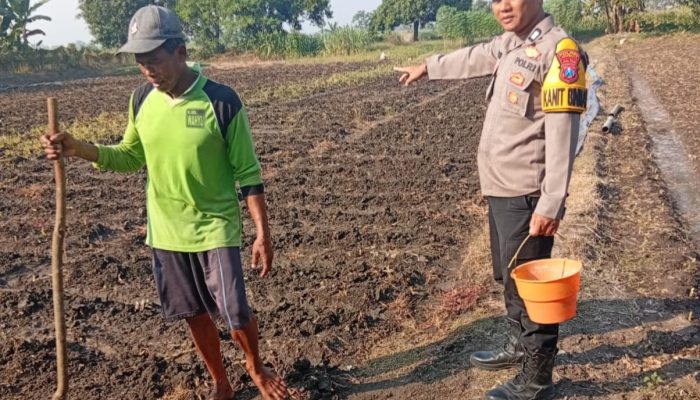 Polsek Kudu Lakukan Pendampingan Penanaman Benih Jagung Bantuan Dinas Pertanian melalui Polres Jombang