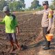 Polsek Kudu Lakukan Pendampingan Penanaman Benih Jagung Bantuan Dinas Pertanian melalui Polres Jombang