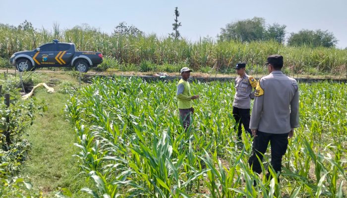 Kanit Binmas Polsek Bandar Kedungmulyo Pantau Perkembangan Tanaman Jagung