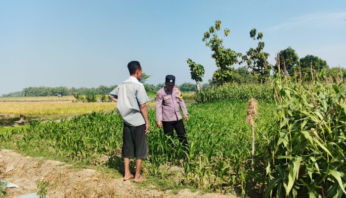 Polsek Perak Dampingi Petani Jagung, Perkuat Ketahanan Pangan Nasional
