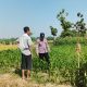 Polsek Perak Dampingi Petani Jagung, Perkuat Ketahanan Pangan Nasional