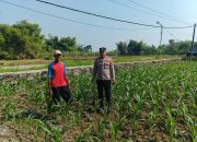 Polsek Ngusikan Melakukan Pengecekani Tanaman Jagung Bantuan Dinas Pertanian melalui Polres Jombang