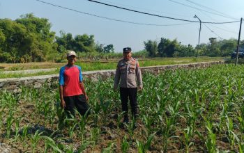 Polsek Ngusikan Melakukan Pengecekani Tanaman Jagung Bantuan Dinas Pertanian melalui Polres Jombang