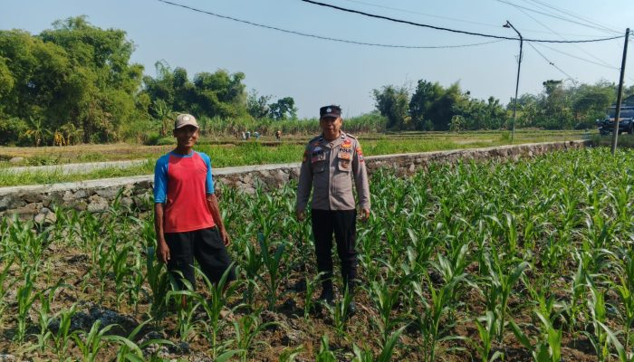 Polsek Ngusikan Melakukan Pengecekani Tanaman Jagung Bantuan Dinas Pertanian melalui Polres Jombang