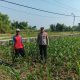 Polsek Ngusikan Melakukan Pengecekani Tanaman Jagung Bantuan Dinas Pertanian melalui Polres Jombang
