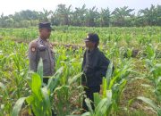 Personil Polsek Bareng Laksanakan Peninjauan Tanaman Jagung Dukung Program Ketahanan Pangan