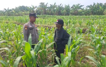 Personil Polsek Bareng Laksanakan Peninjauan Tanaman Jagung Dukung Program Ketahanan Pangan
