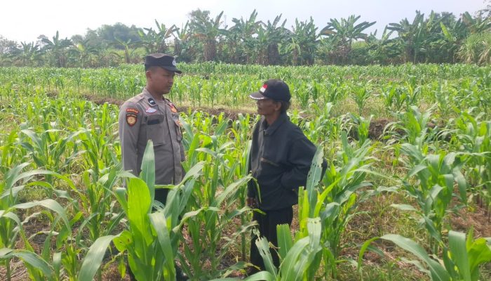 Personil Polsek Bareng Laksanakan Peninjauan Tanaman Jagung Dukung Program Ketahanan Pangan