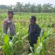 Personil Polsek Bareng Laksanakan Peninjauan Tanaman Jagung Dukung Program Ketahanan Pangan