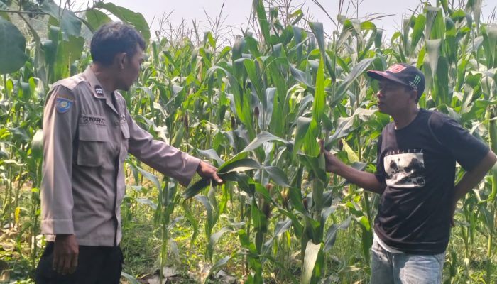 Dukung Ketahanan Pangan, Polsek Mojowarno melaksanakan Pengecekan Tanaman Jagung