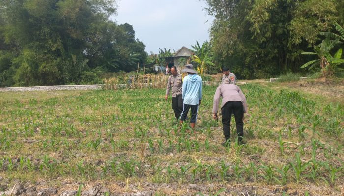 Polsek Diwek Tinjau Tanaman Jagung Dukung Program Nasional Asta Cita