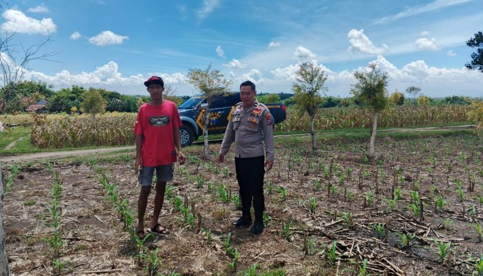 Bhabinkamtibmas Polsek Ngusikan Lakukan Peninjauan Tanaman Jagung Dalam Rangka Mendukung Ketahanan Pangan