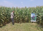 Bhabinkamtibmas Polsek Mojoagung Tinjau Lahan Jagung di Desa Betek