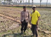Bhabinkamtibmas Polres Jombang Dukung Ketahanan Pangan melalui Penanaman Jagung Bersama Petani