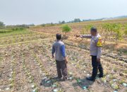 Bhabinkamtibmas Desa Bongkot Pantau Tanaman Jagung, Dukung Ketahanan Pangan di Desa Binaan
