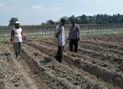Polres Jombang Optimalkan Ketahanan Pangan melalui Pendampingan Tanaman Jagung