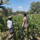 Peninjauan Lahan Tanaman Jagung dalam Rangka Ketahanan Pangan