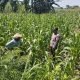 Polsek Plandaan Monitoring Tanaman Jagung, Dukung Ketahanan Pangan