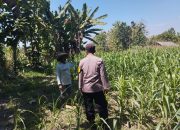 Bhabinkamtibmas Polsek Plandaan Dampingi Warga Dukung Ketahanan Pangan