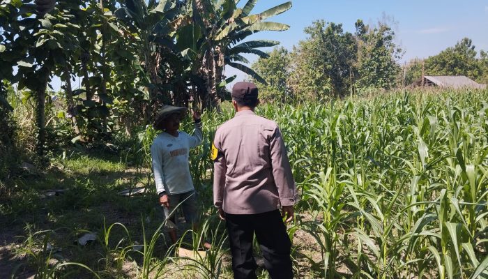 Bhabinkamtibmas Polsek Plandaan Dampingi Warga Dukung Ketahanan Pangan