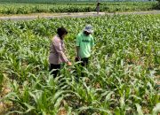Bhabinkamtibmas Desa Mojongapit Dampingi Petani, Dukung Program Ketahanan Pangan