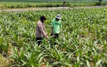 Bhabinkamtibmas Desa Mojongapit Dampingi Petani, Dukung Program Ketahanan Pangan