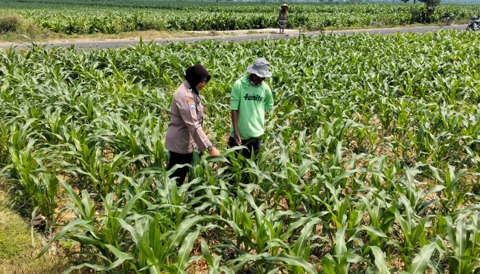 Bhabinkamtibmas Desa Mojongapit Dampingi Petani, Dukung Program Ketahanan Pangan