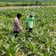 Bhabinkamtibmas Desa Mojongapit Dampingi Petani, Dukung Program Ketahanan Pangan