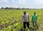 Bhabinkamtibmas Polsek Ngoro Dampingi Petani dalam Peninjauan Tanaman Jagung untuk Mendukung Ketahanan Pangan