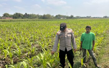 Bhabinkamtibmas Polsek Ngoro Dampingi Petani dalam Peninjauan Tanaman Jagung untuk Mendukung Ketahanan Pangan
