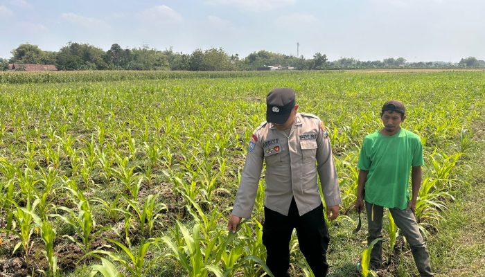 Bhabinkamtibmas Polsek Ngoro Dampingi Petani dalam Peninjauan Tanaman Jagung untuk Mendukung Ketahanan Pangan