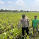 Bhabinkamtibmas Polsek Ngoro Dampingi Petani dalam Peninjauan Tanaman Jagung untuk Mendukung Ketahanan Pangan