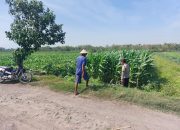 Polsek Ngusikan Laksanakan Pengecekan Lahan Jagung dalam Mendukung Ketahanan Pangan