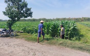 Polsek Ngusikan Laksanakan Pengecekan Lahan Jagung dalam Mendukung Ketahanan Pangan