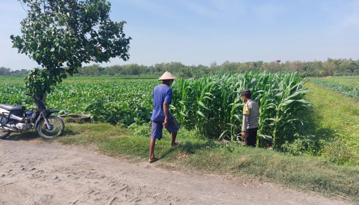 Polsek Ngusikan Laksanakan Pengecekan Lahan Jagung dalam Mendukung Ketahanan Pangan