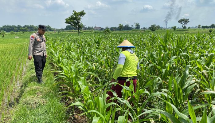 Personel Polsek Ngoro Dampingi Petani Meninjau Tanaman Jagung Dukung Program Ketahanan Pangan