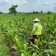 Personel Polsek Ngoro Dampingi Petani Meninjau Tanaman Jagung Dukung Program Ketahanan Pangan
